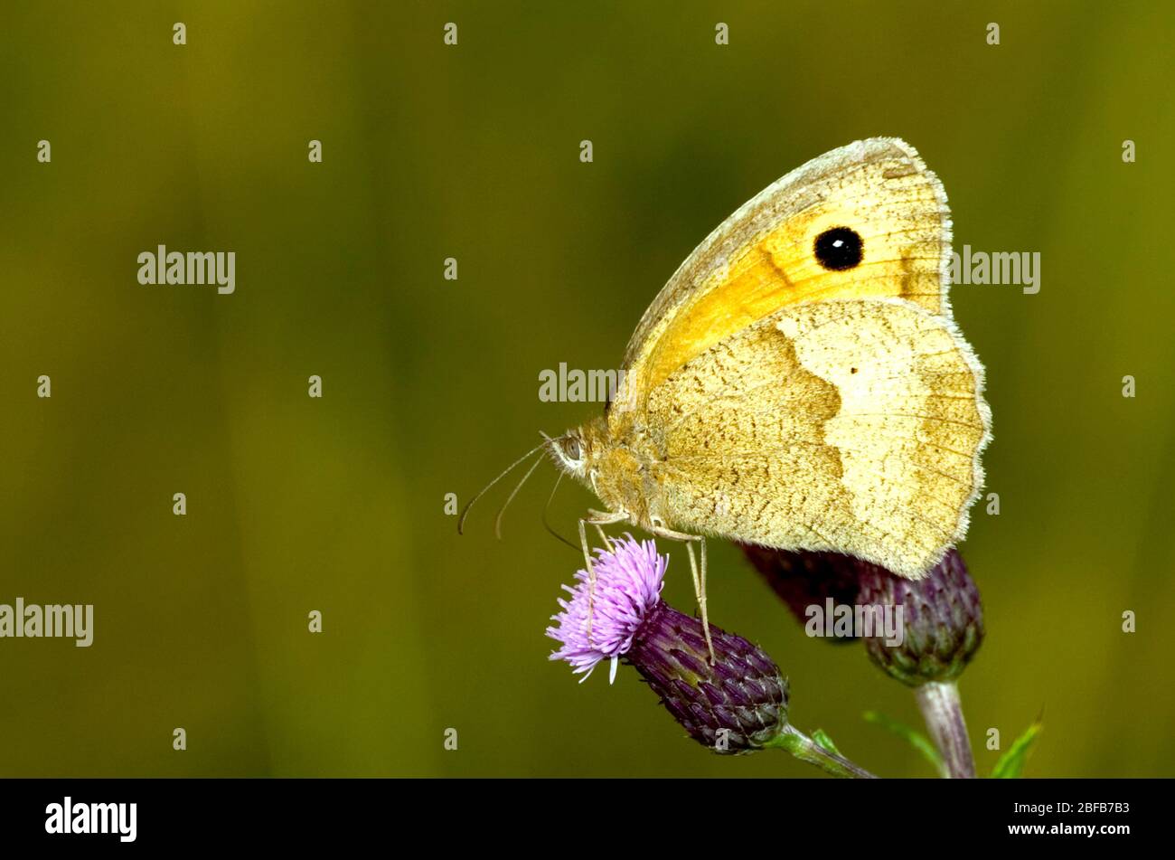 Grosses Ochsenauge, Schmetterling, Tagfalter, (Maniola jurtina) sitz auf Bluete Stock Photo