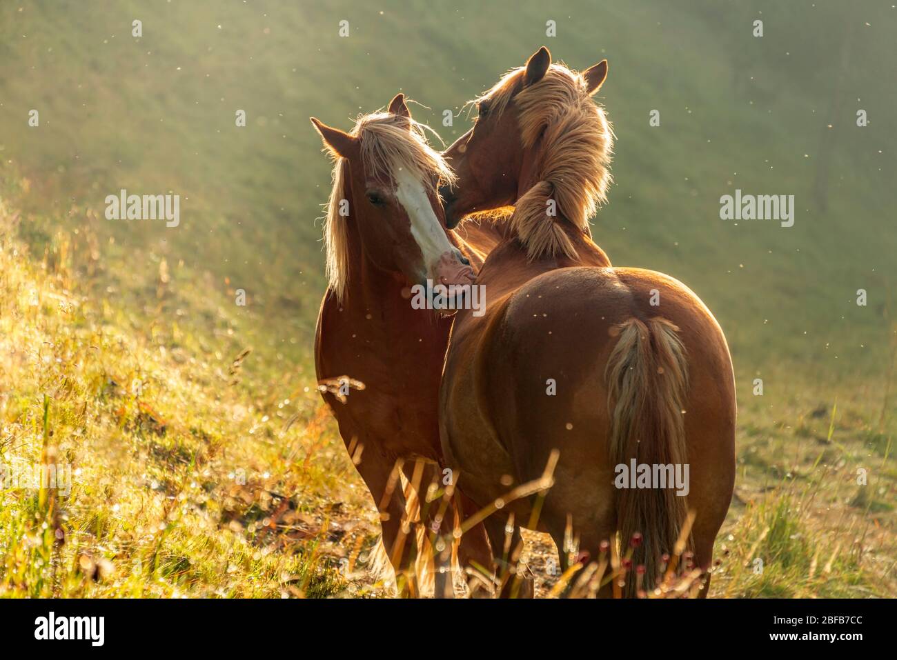 Chestnut Stallion courting a chestnut mare on a meadow in early morning twilight, Engadin, Switzerland Stock Photo