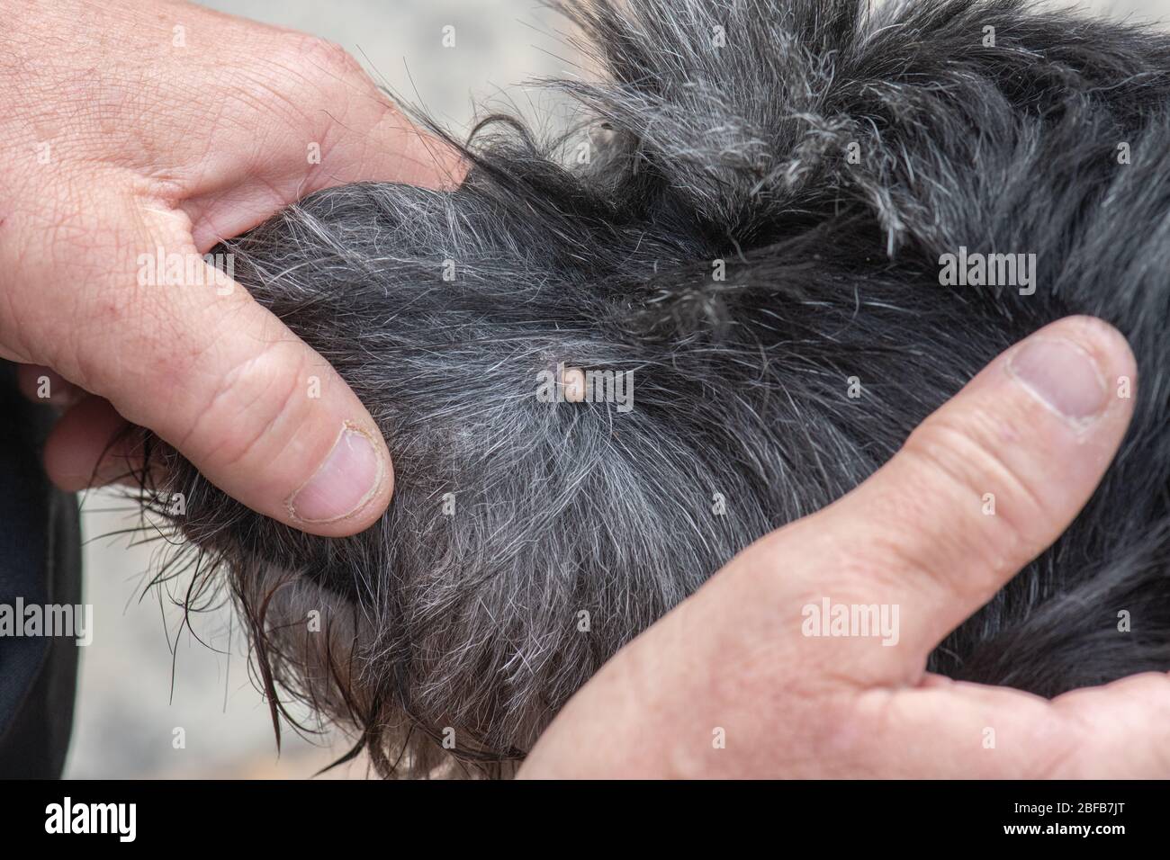 Tick embedded into skin of dog Stock Photo Alamy