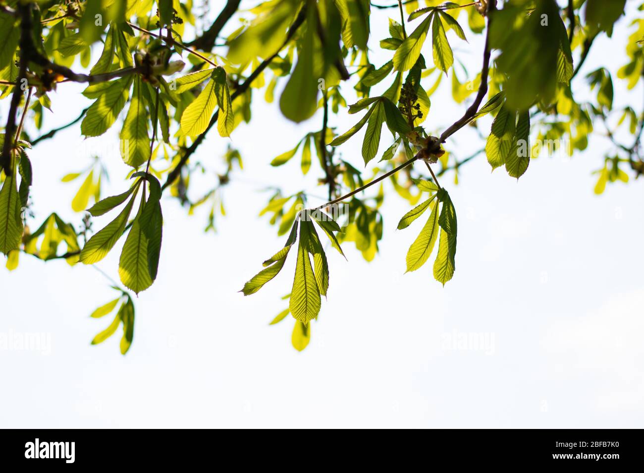 Branches Of Chestnut High Resolution Stock Photography and Images - Alamy