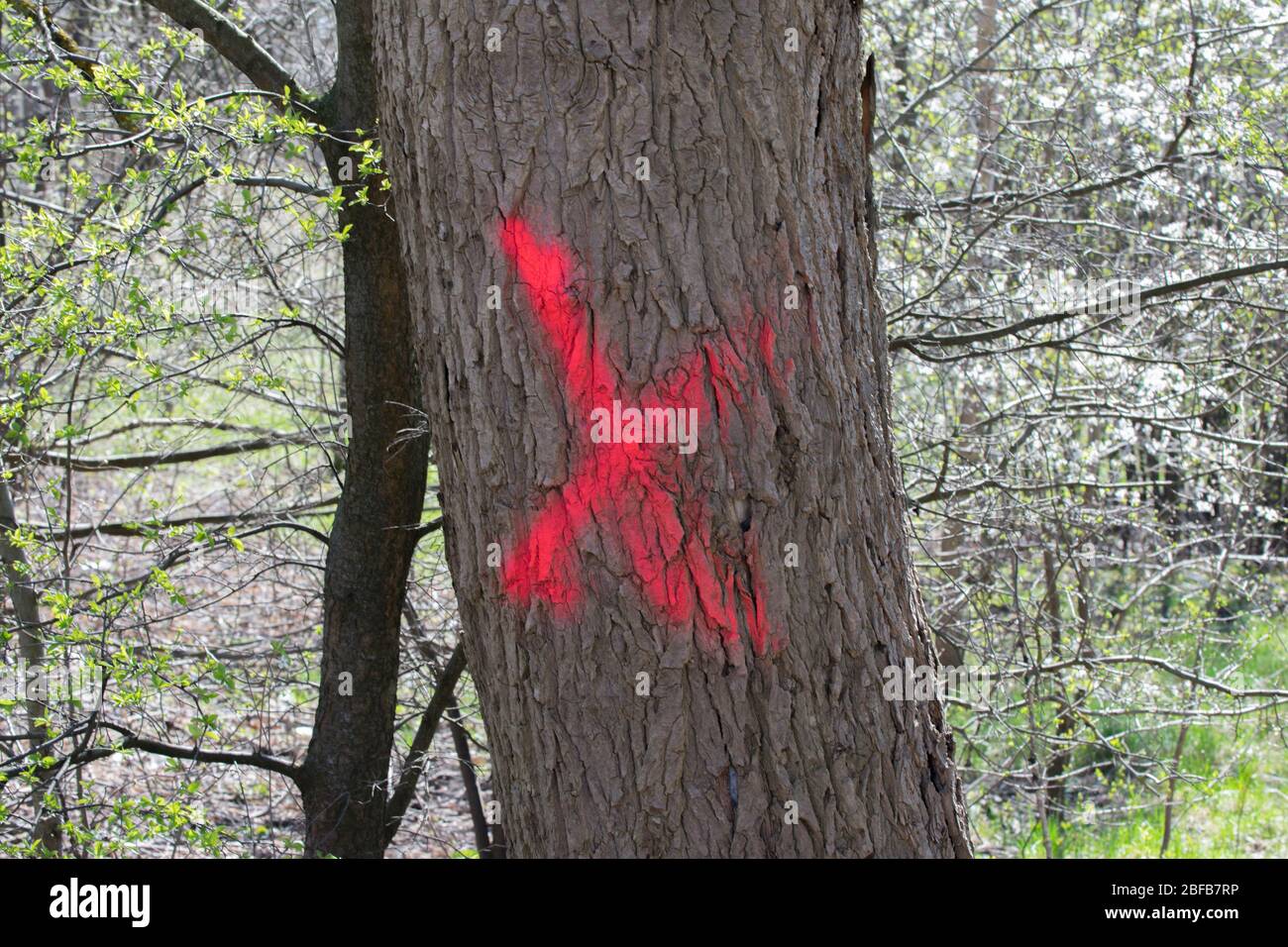Tree in forest marked with red X to be cut down Stock Photo