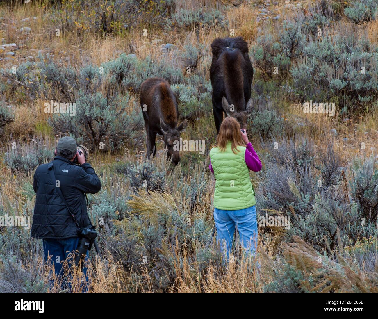 Photographers Getting Too Close To Wildlife Stock Photo Alamy photographers-getting-too-close-to-wildlife-stock-photo-alamy