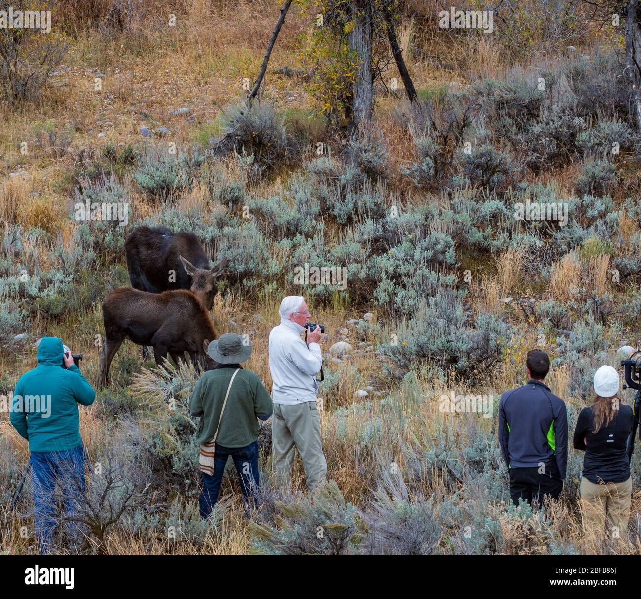 Photographers Getting Too Close To Wildlife Stock Photo Alamy photographers-getting-too-close-to-wildlife-stock-photo-alamy