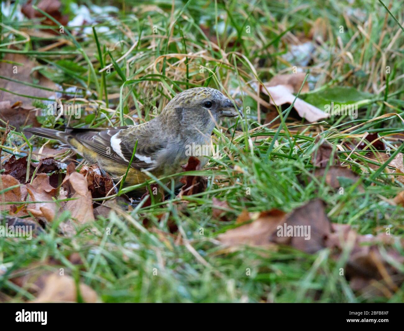 Two-barred Crossbill (Loxia leucoptera). Russia, Moscow Stock Photo