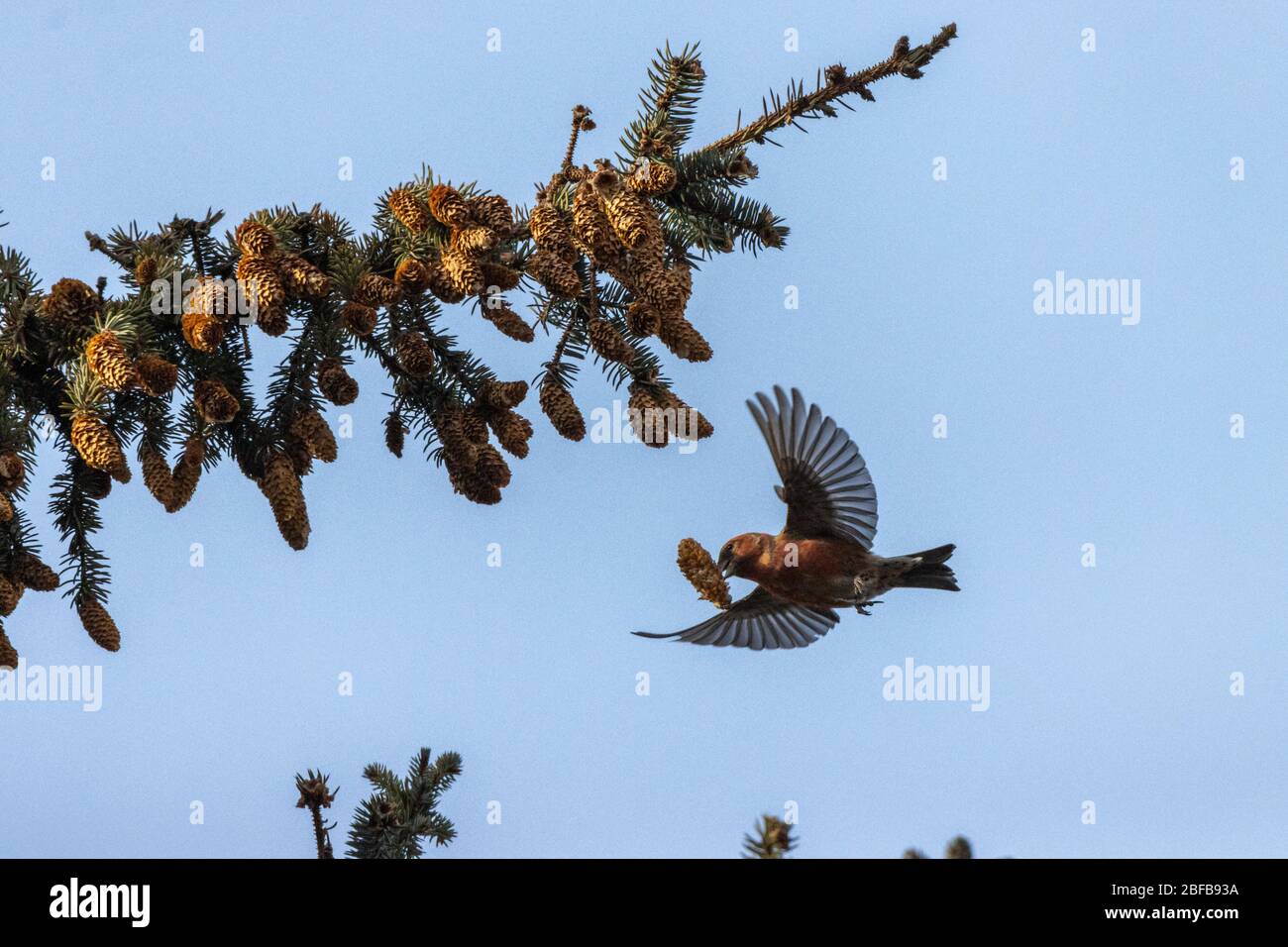 Two-barred Crossbill (Loxia leucoptera). Russia, Moscow Stock Photo