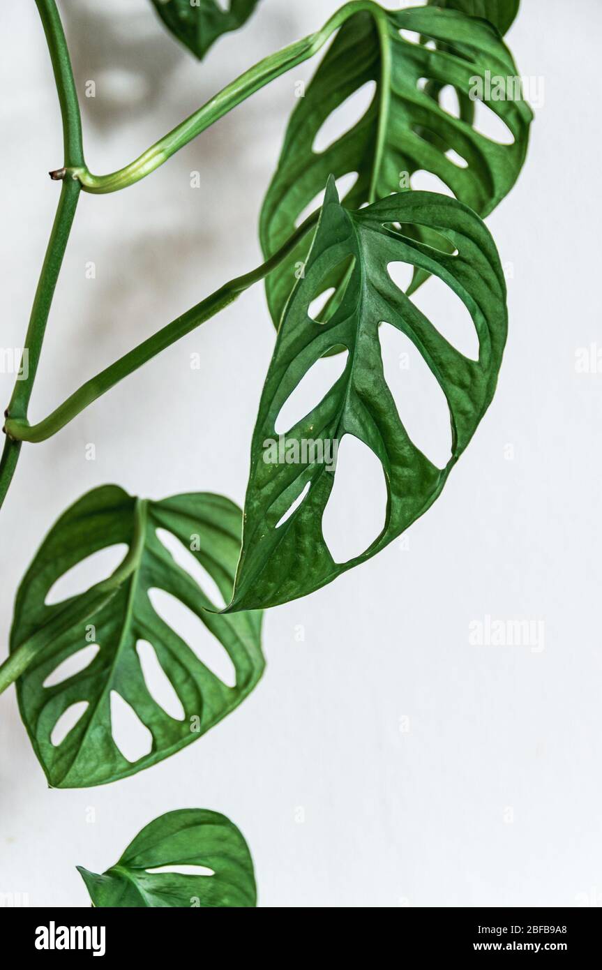 Close-up on the hanging vine of swiss cheese plant (monstera adansonii) with fenestrations in leaves on a white background. Attractive houseplant deta Stock Photo