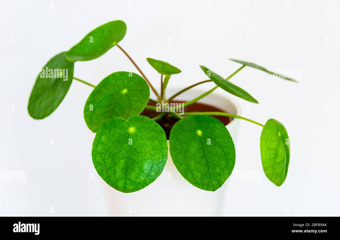 Close-up on the pretty Chinese money plant (pilea peperomioides) on white background. Attractive modern houseplant detail against white backdrop. Stock Photo
