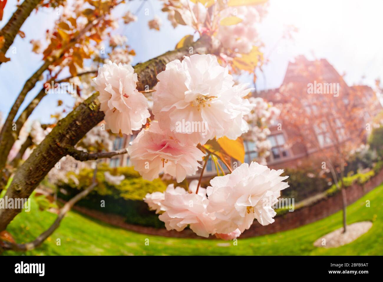 Japanese cherry, Prunus or Cerasus serrulata blossoms in Seattle University campus, Washington Stock Photo
