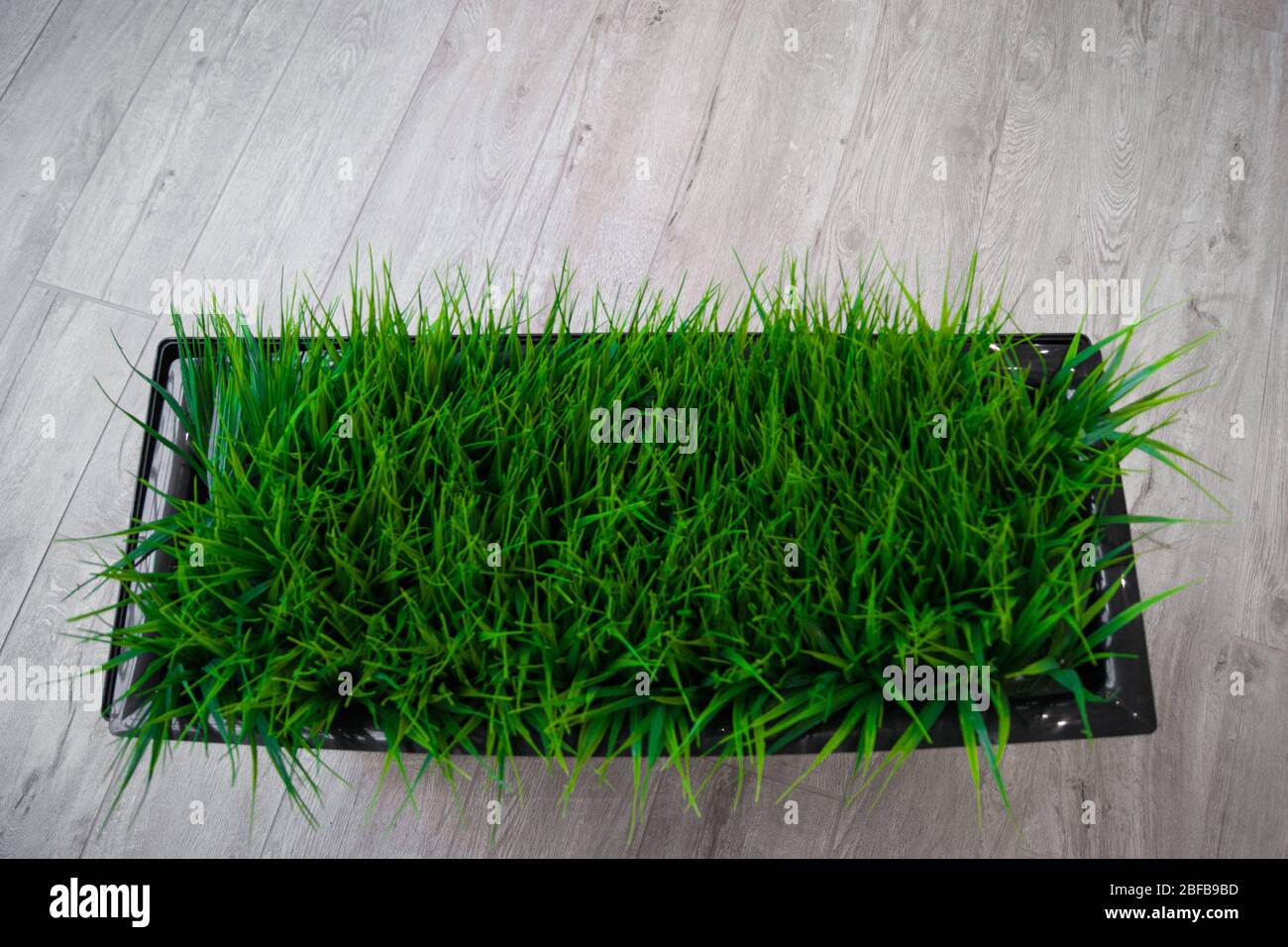 Rectangular pot plants hi-res stock photography and images - Alamy