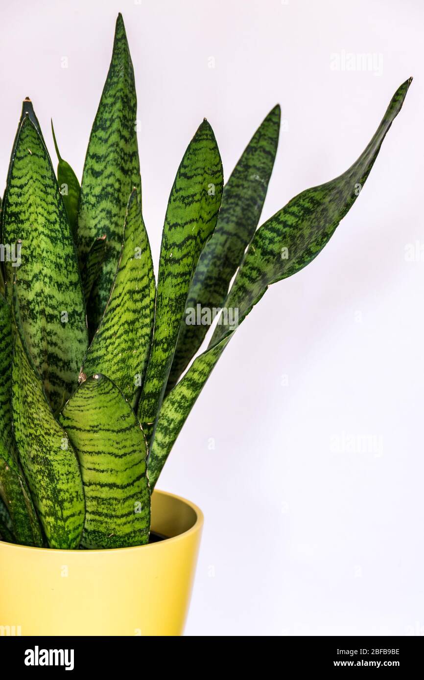 Close-up on the interesting pattern leaves of a snake plant (Sansevieria zeylanica) in yellow pot on white background. Stock Photo