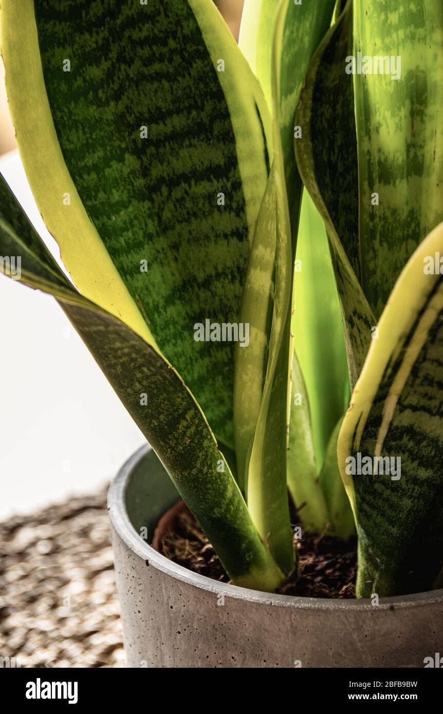 Close-up on the beautifully patterned leaves of a snake plant (sansevieria trifasciata var. Laurentii) in a concrete planter. Attractive houseplant de Stock Photo
