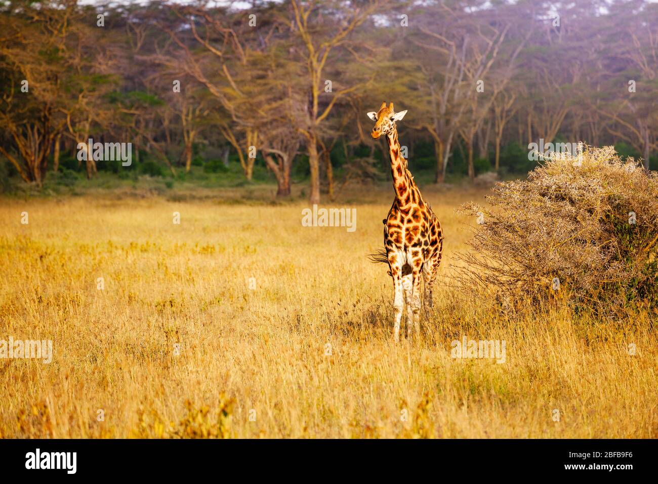 Front view of adult giraffe in Kenya savanna of Amboseli park Stock Photo