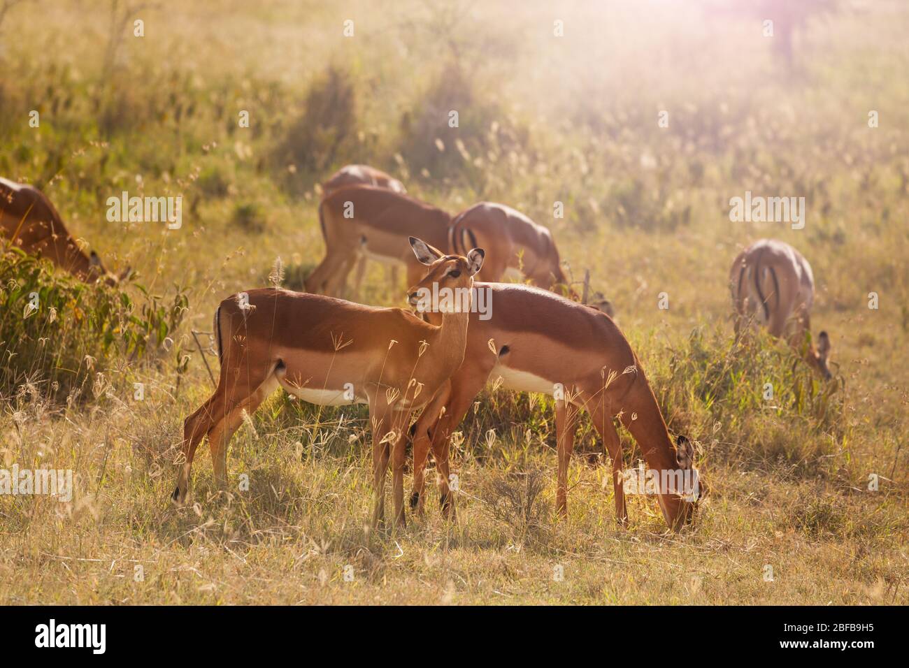 Thomsons gazelle on the african savanna hi-res stock photography and ...