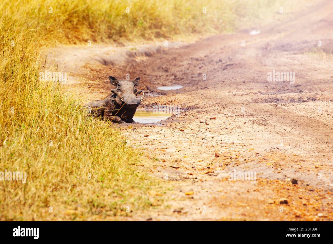 Phacochoerus known as warthogs pig family animal lay in the mud paddle in Kenya savanna, Africa Stock Photo