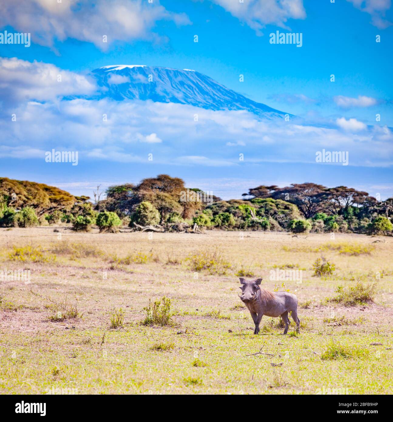 Phacochoerus known as warthogs pig family animal over Kilimanjaro mountain in Kenya savanna, Africa Stock Photo