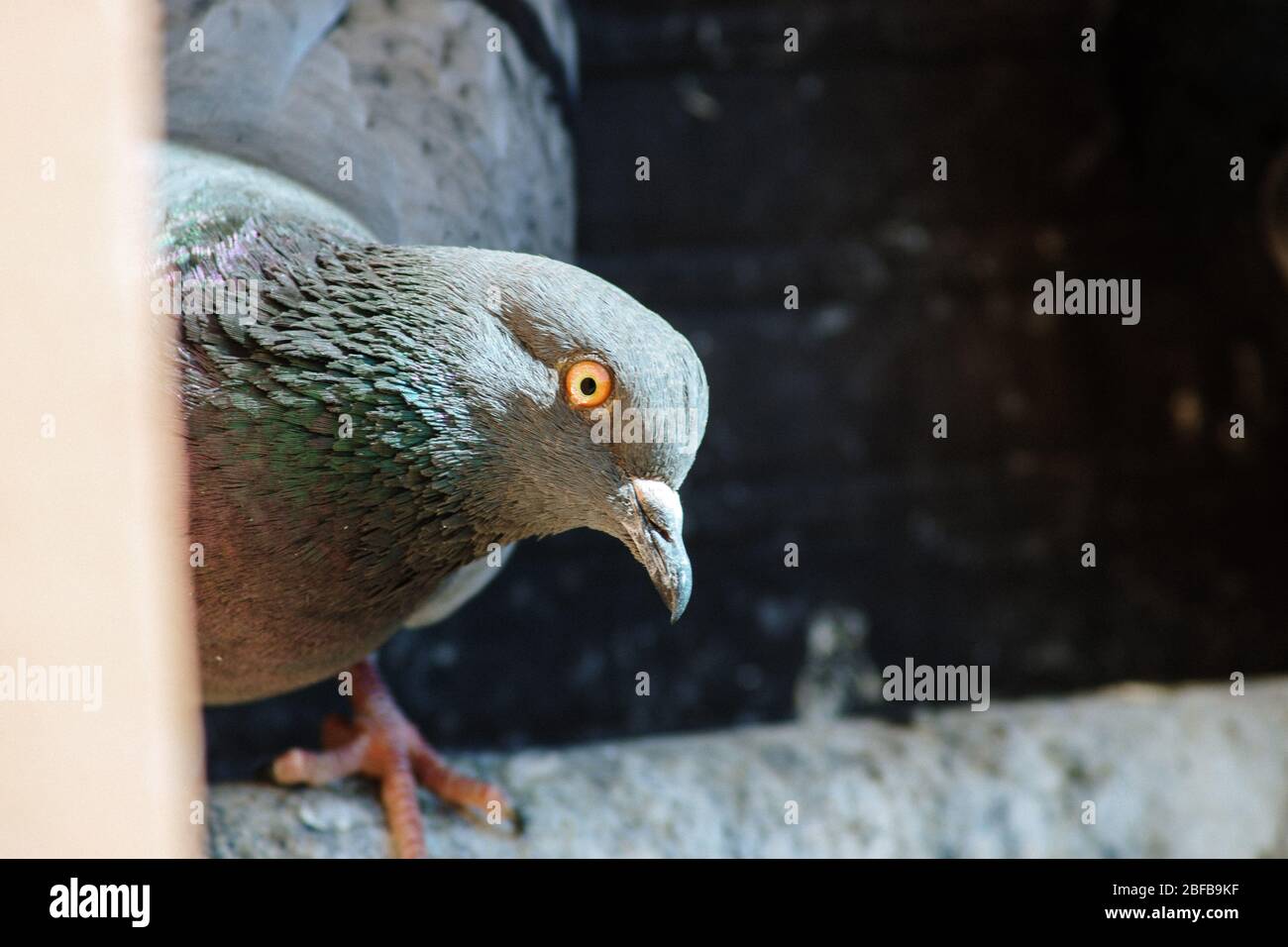 Pigeon close up shot Stock Photo
