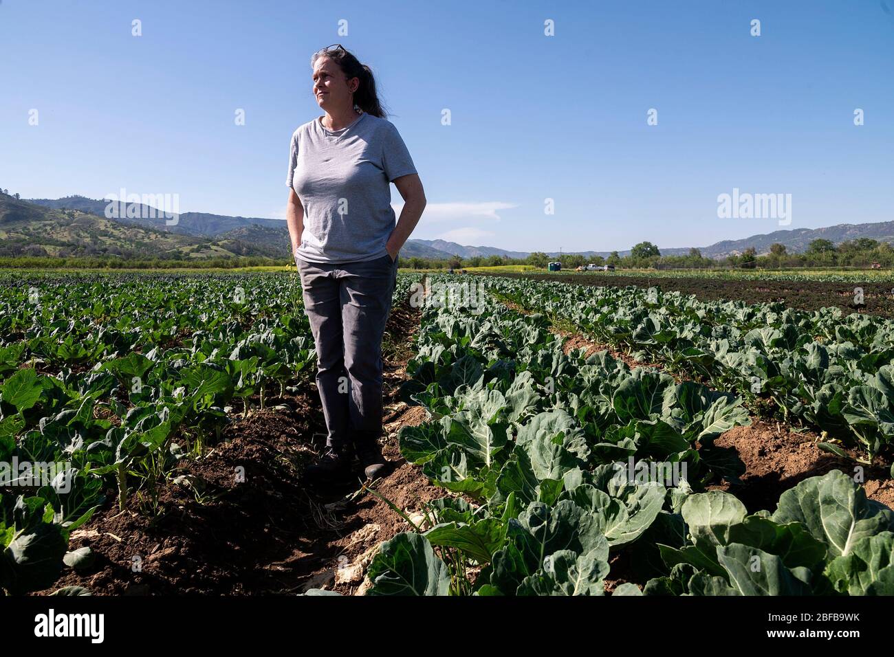 Brooks, CA, USA. 16th Apr, 2020. Organic farmer Trini Campbell of Riverdog Farm in Guida stands is one of her collard greens fields during the coronavirus pandemic on Thursday, April 16, 2020. Riverdog Farm works 450 acres of land in the Capay Valley and her company has had four-fold increase in sale of the csa (community supported agriculture) boxes of fresh produce as her restaurants sales have diminished. Credit: Paul Kitagaki Jr./ZUMA Wire/Alamy Live News Stock Photo