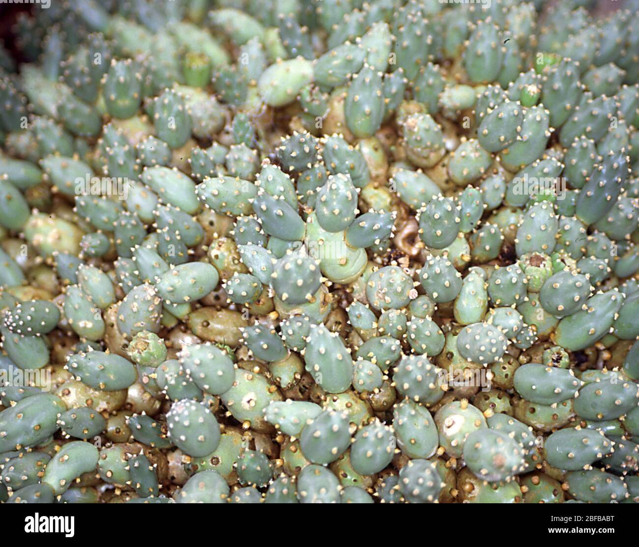 Cactus with spines close-up Stock Photo - Alamy