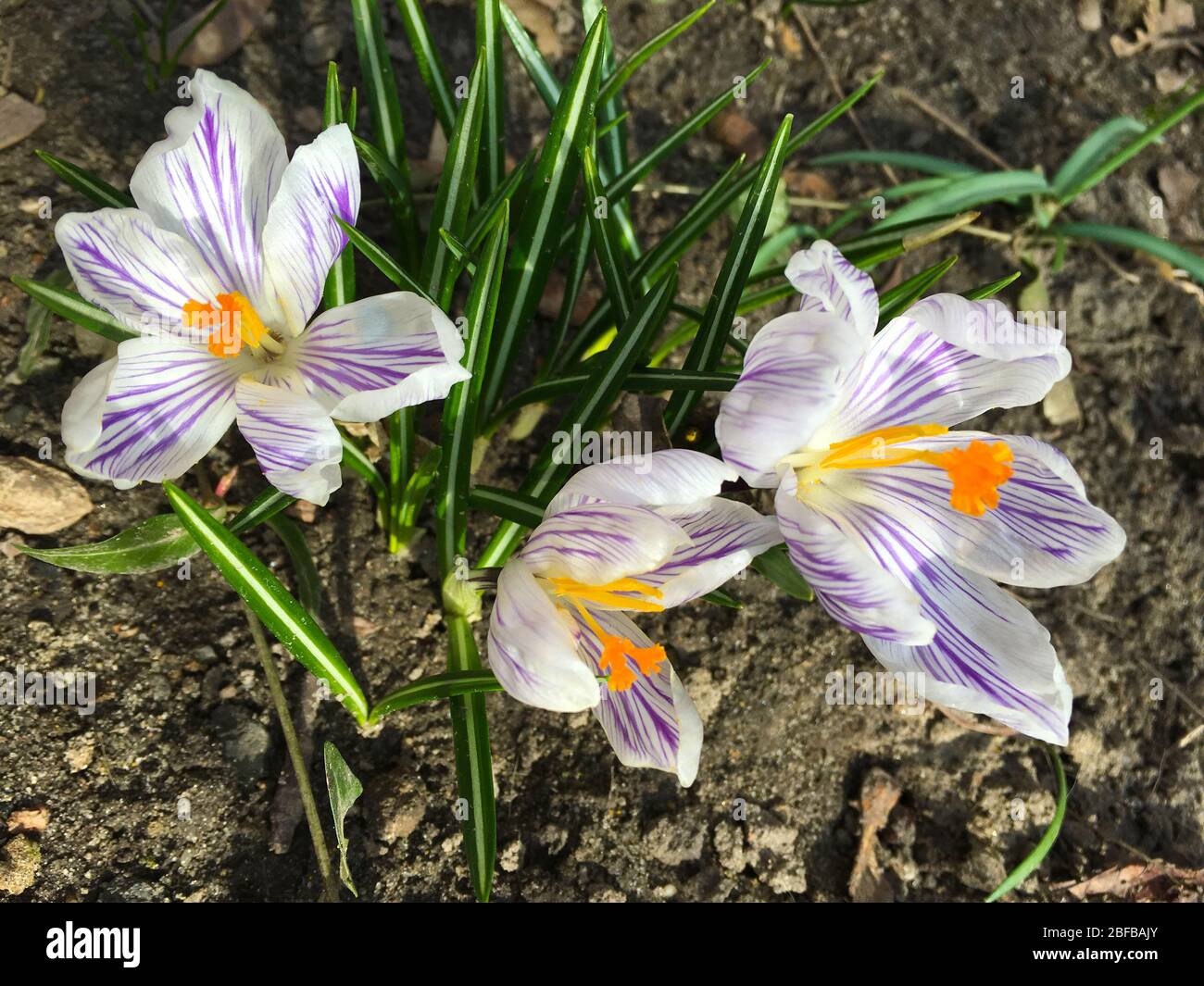 Crocus vernus, tommasinianus for springtime background. Spring violet or purple flowers for  Easter or Mother day card Royalty Free Stock image Stock Photo