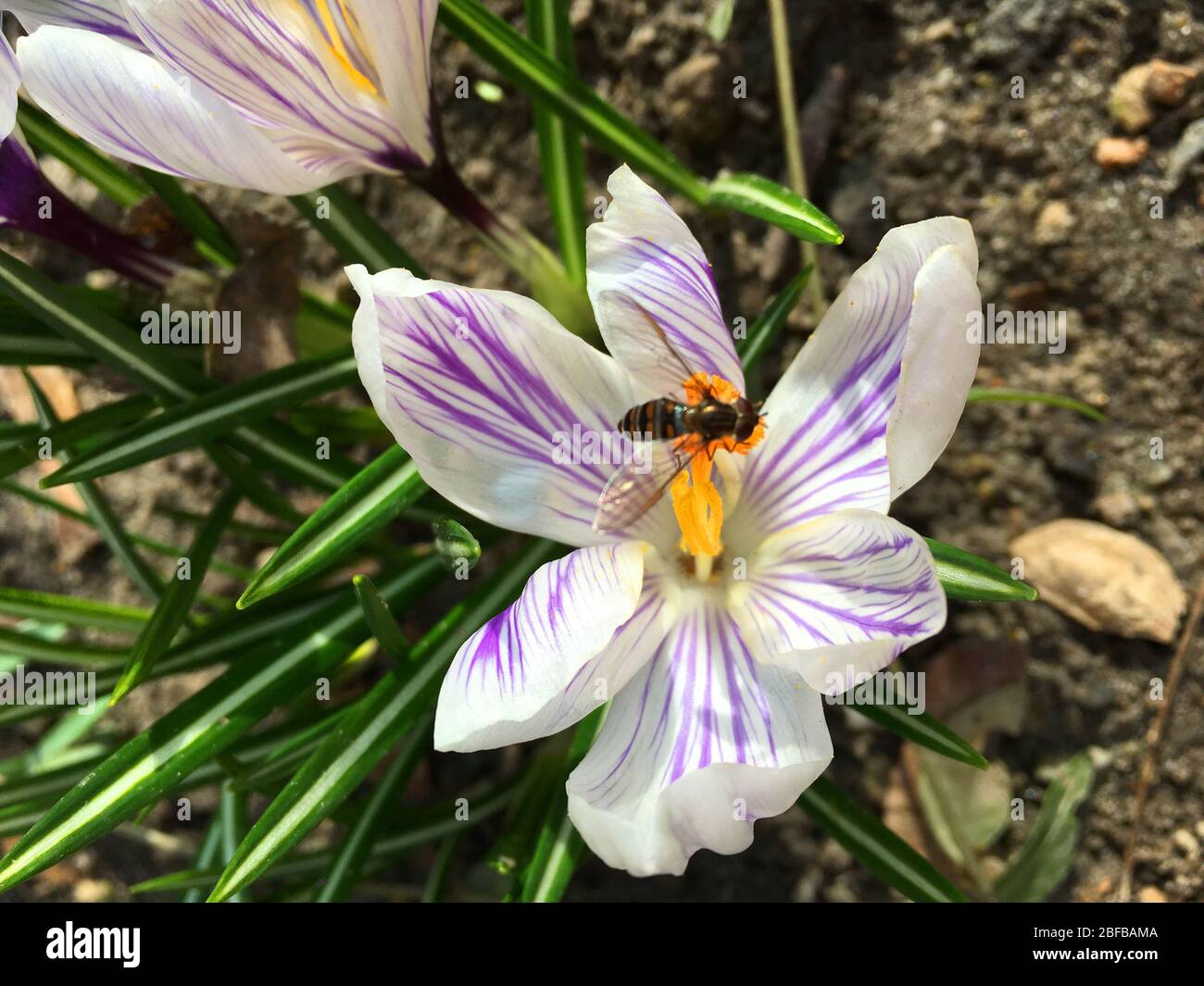 Bee on a flower Crocus vernus, collecting nectar, springtime background. Pollination Royalty Free Stock image Stock Photo