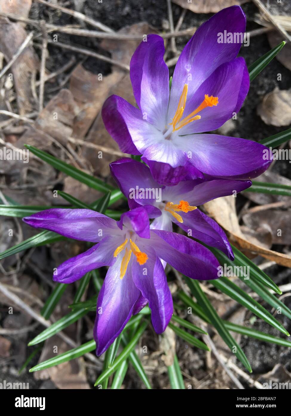 Best Early Spring Crocus Royalty-Free Images, Stock Photos