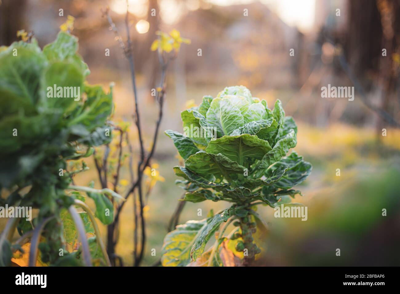 Brussels sprout in spring garden, home grown vegetable cabbage in sunset light farm background Stock Photo