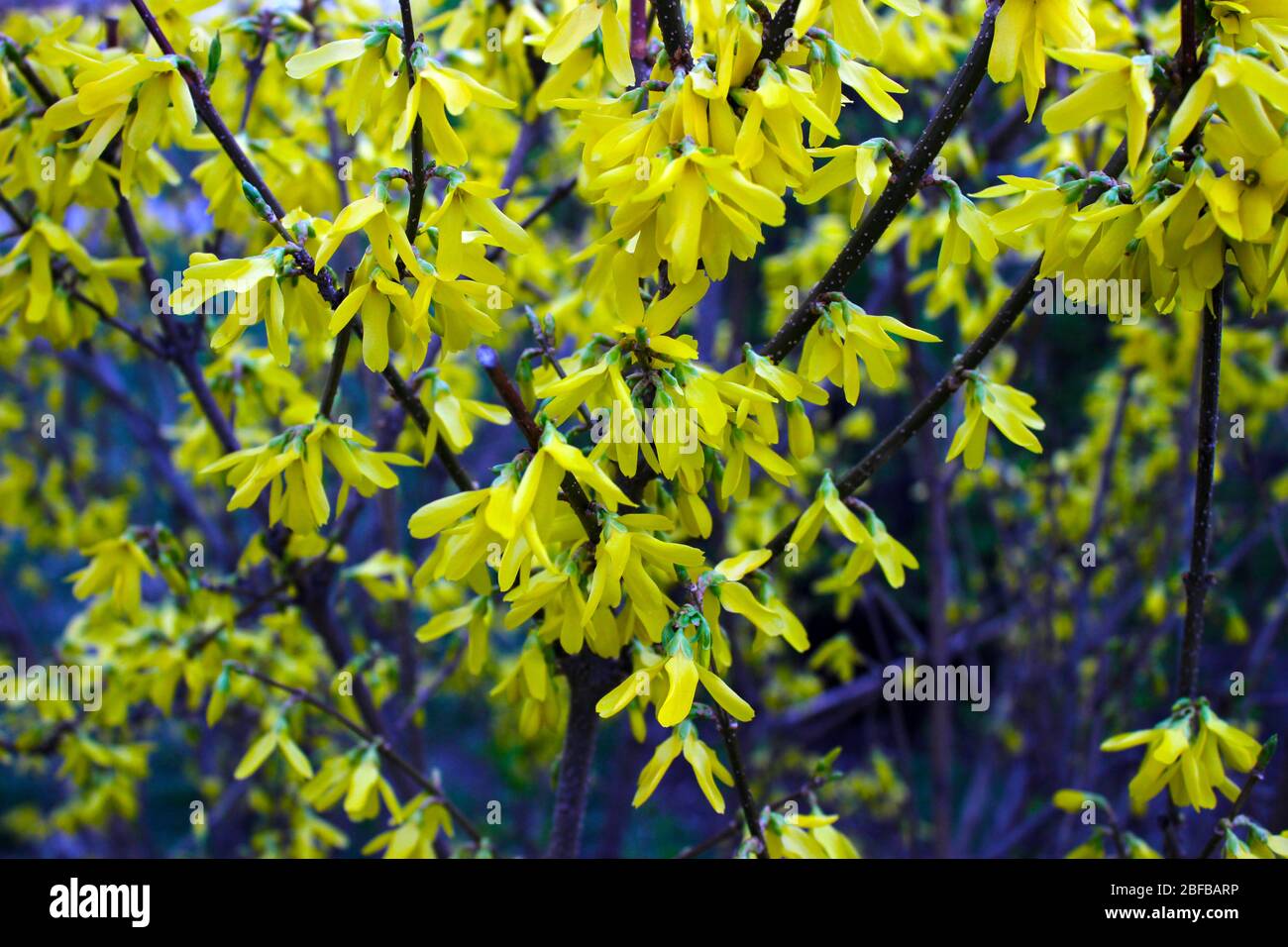 Blooming Forsythia Lynwood Gold branches, yellow flowers spring background  Royalty Free Stock images Stock Photo
