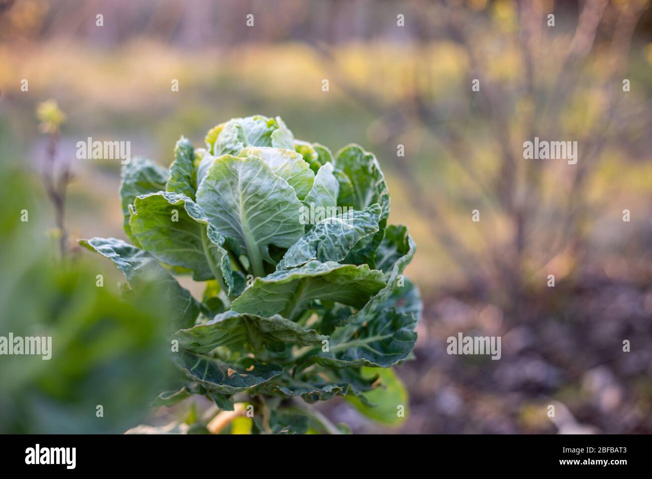 Brussels sprout in spring garden, home grown vegetable cabbage in sunset light farm background Stock Photo