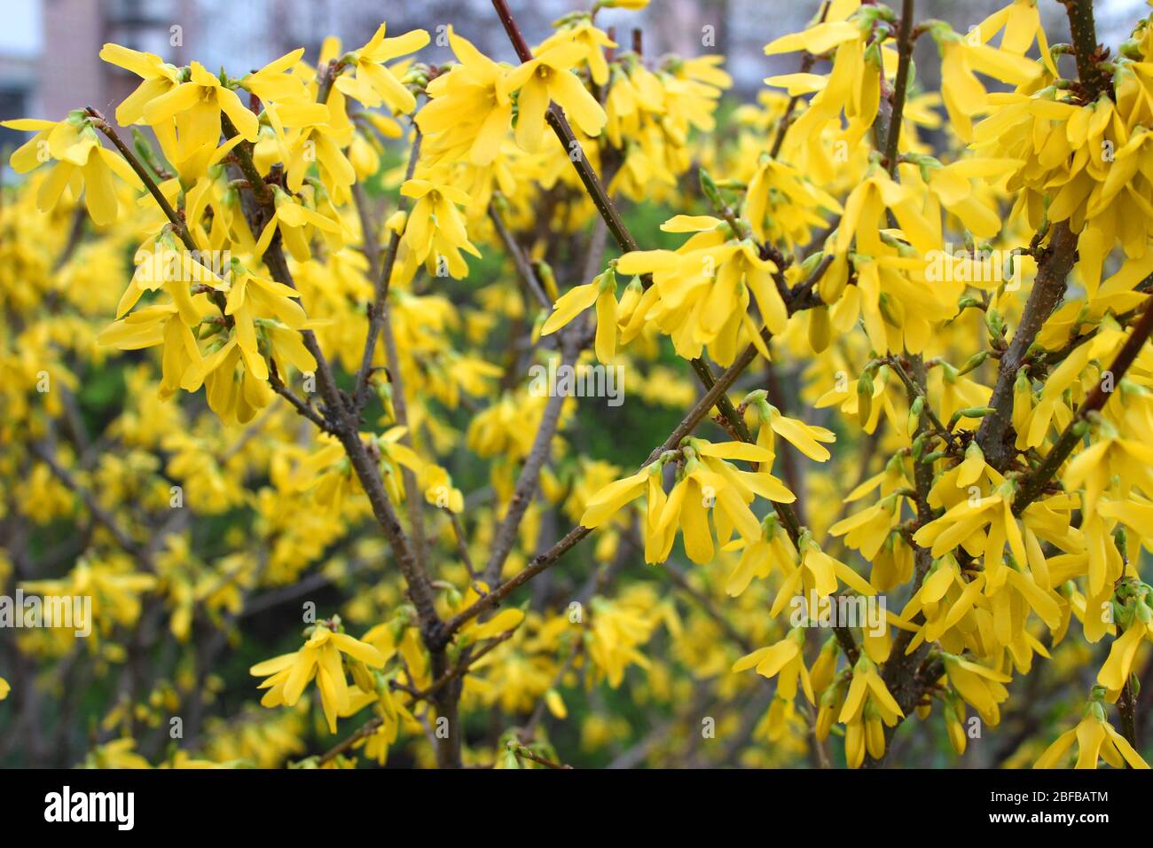Blooming Forsythia Lynwood Gold branches, yellow flowers spring background  Royalty Free Stock images Stock Photo