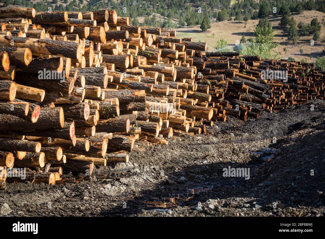 Lumber Mill Oregon High Resolution Stock Photography and Images - Alamy