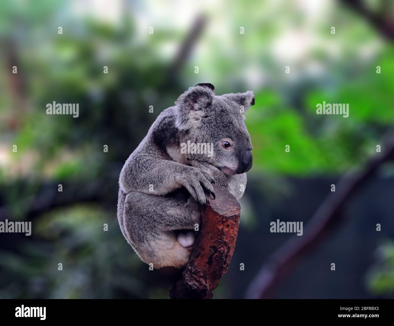 Koala hanging in tree hi-res stock photography and images - Alamy