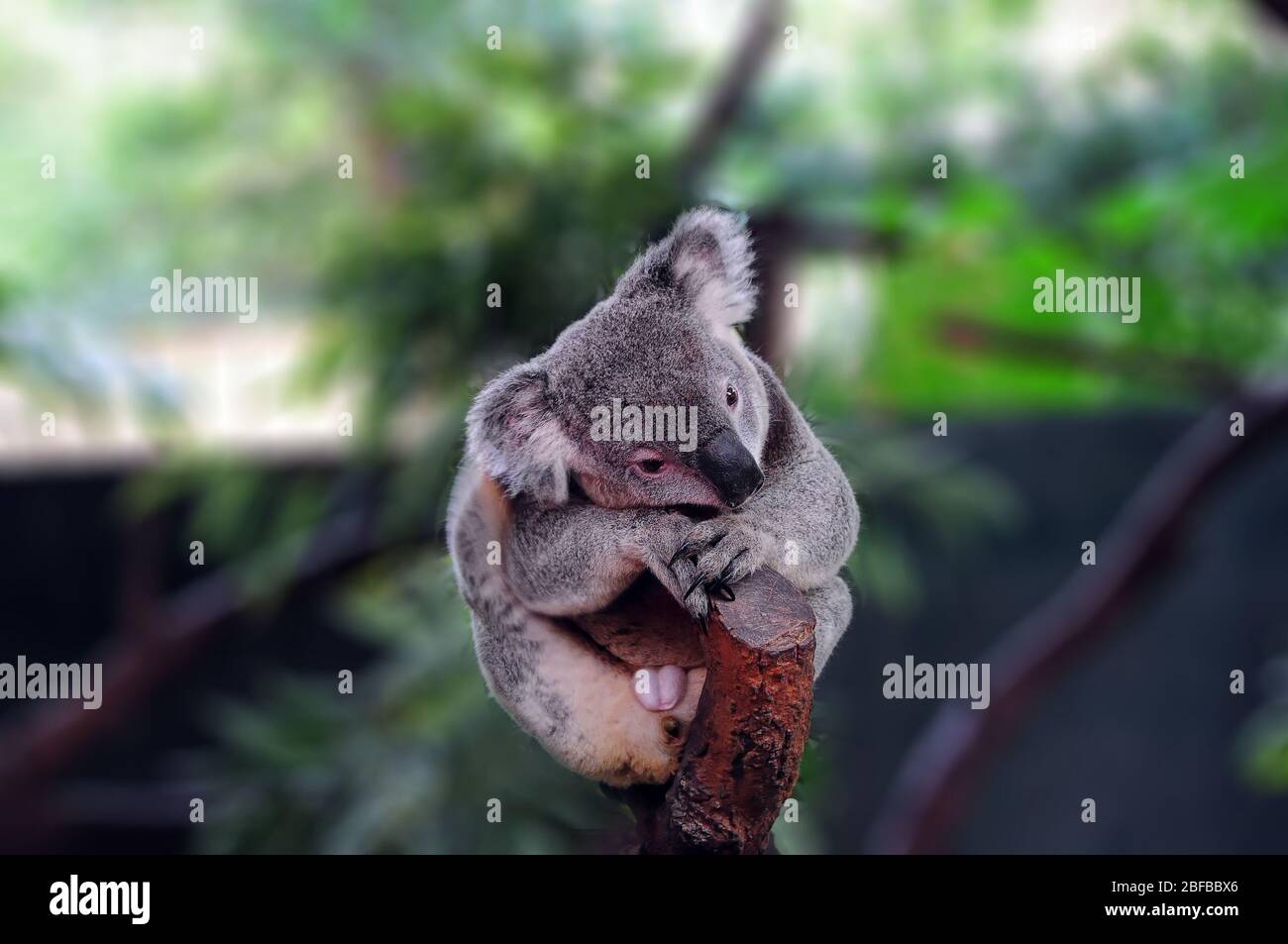 Koala hanging in tree hi-res stock photography and images - Alamy