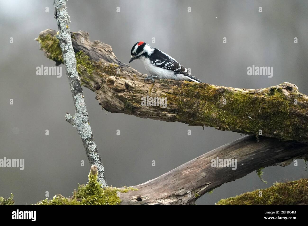 Downy Wood peckers male and females Stock Photo