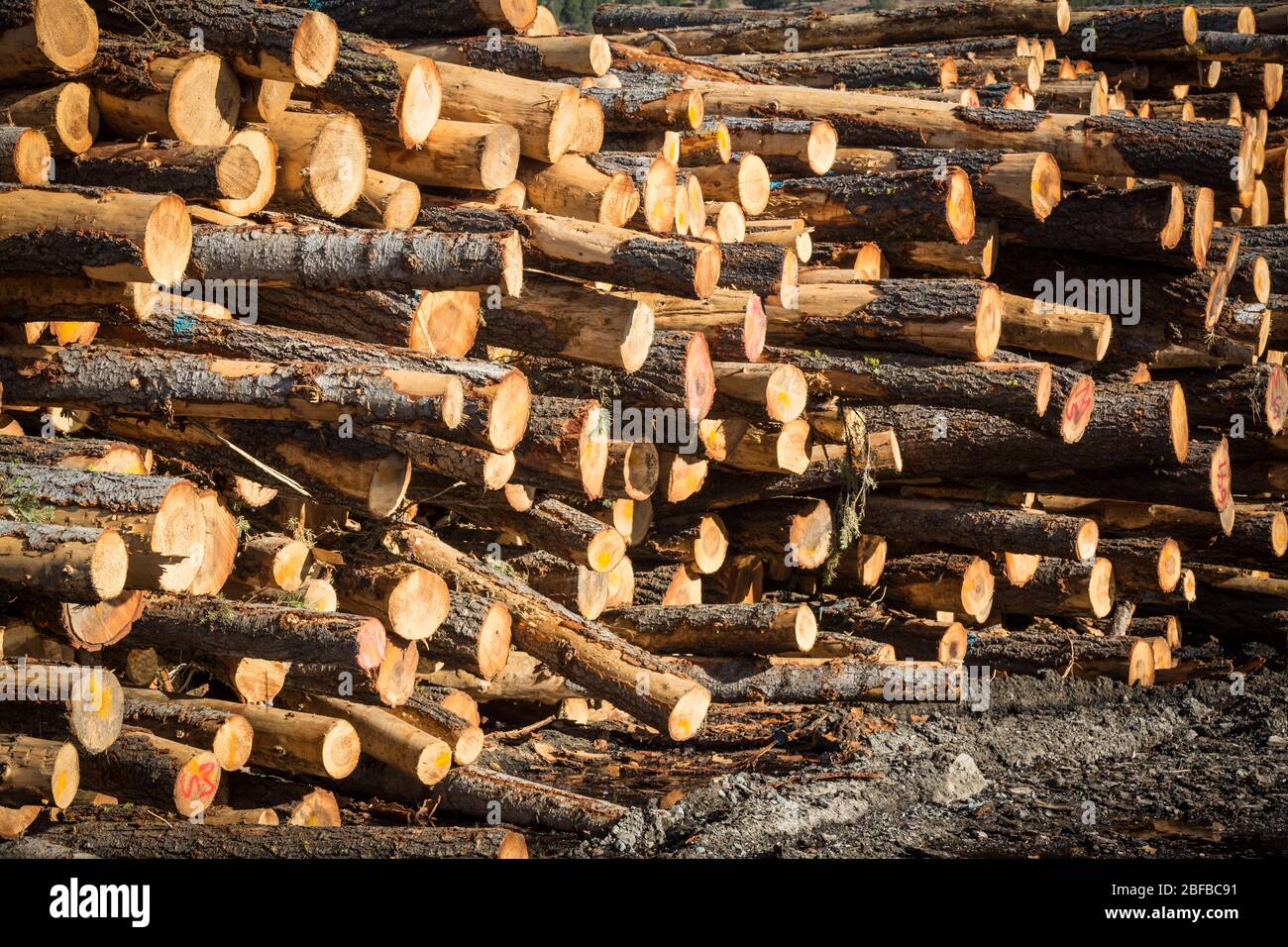 Logs are stacked at lumber mill awaiting processing in John Day, Oregon, USA Stock Photo
