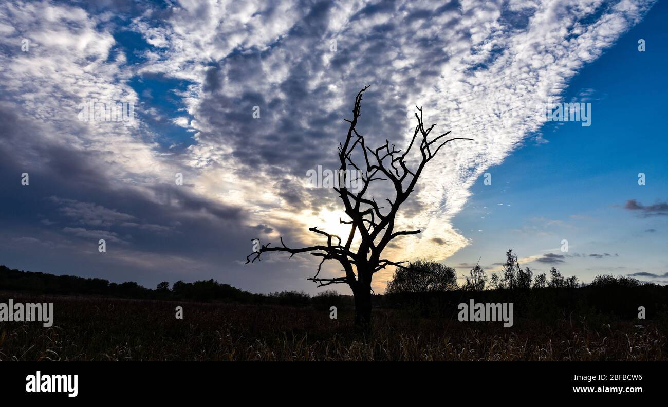 Tree silhouette against a dramatic sunrise sky hi-res stock photography ...