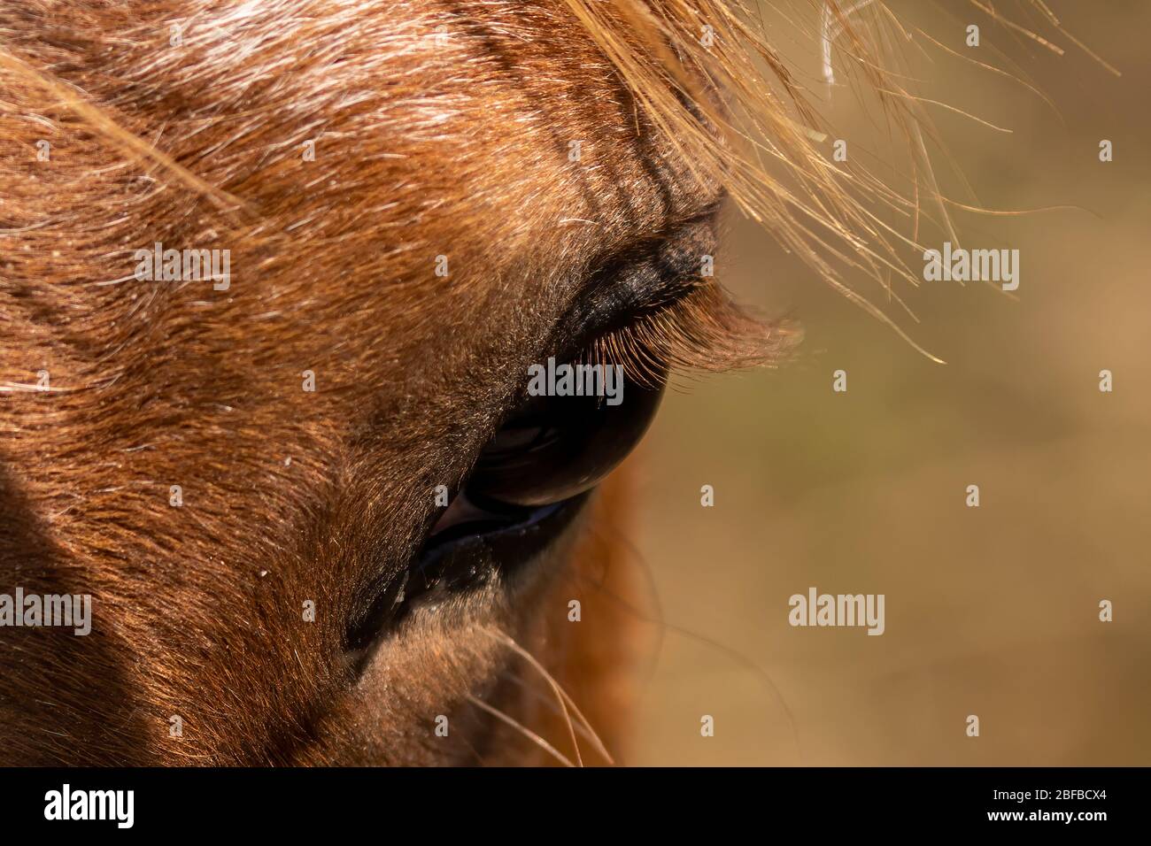 Horse. Detail eye beautiful young horse.Young horse , one and a half