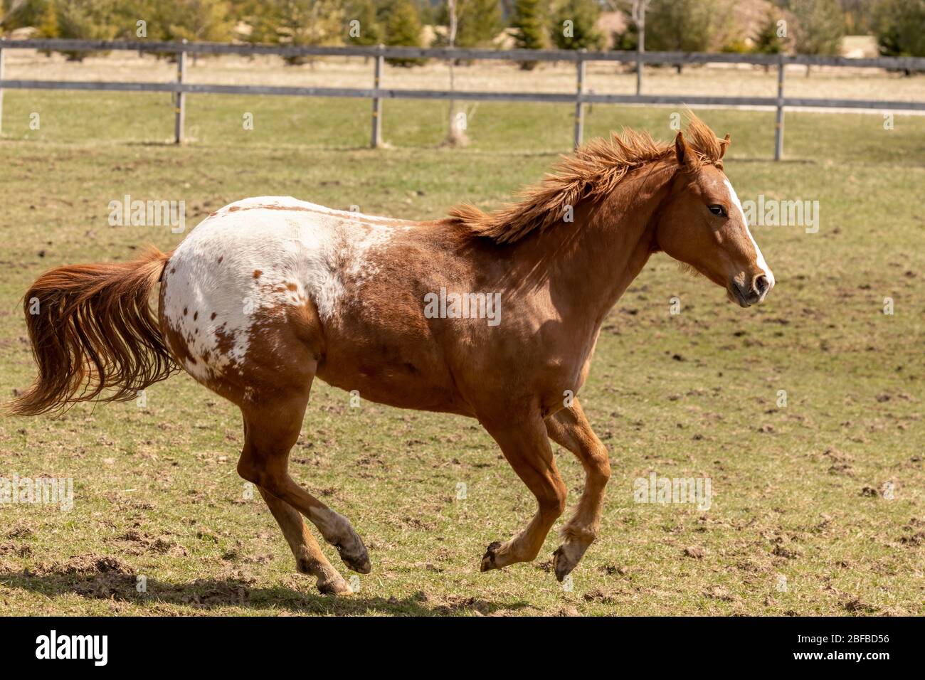 Young, one and a half year old stallion in the paddock on a farm Stock