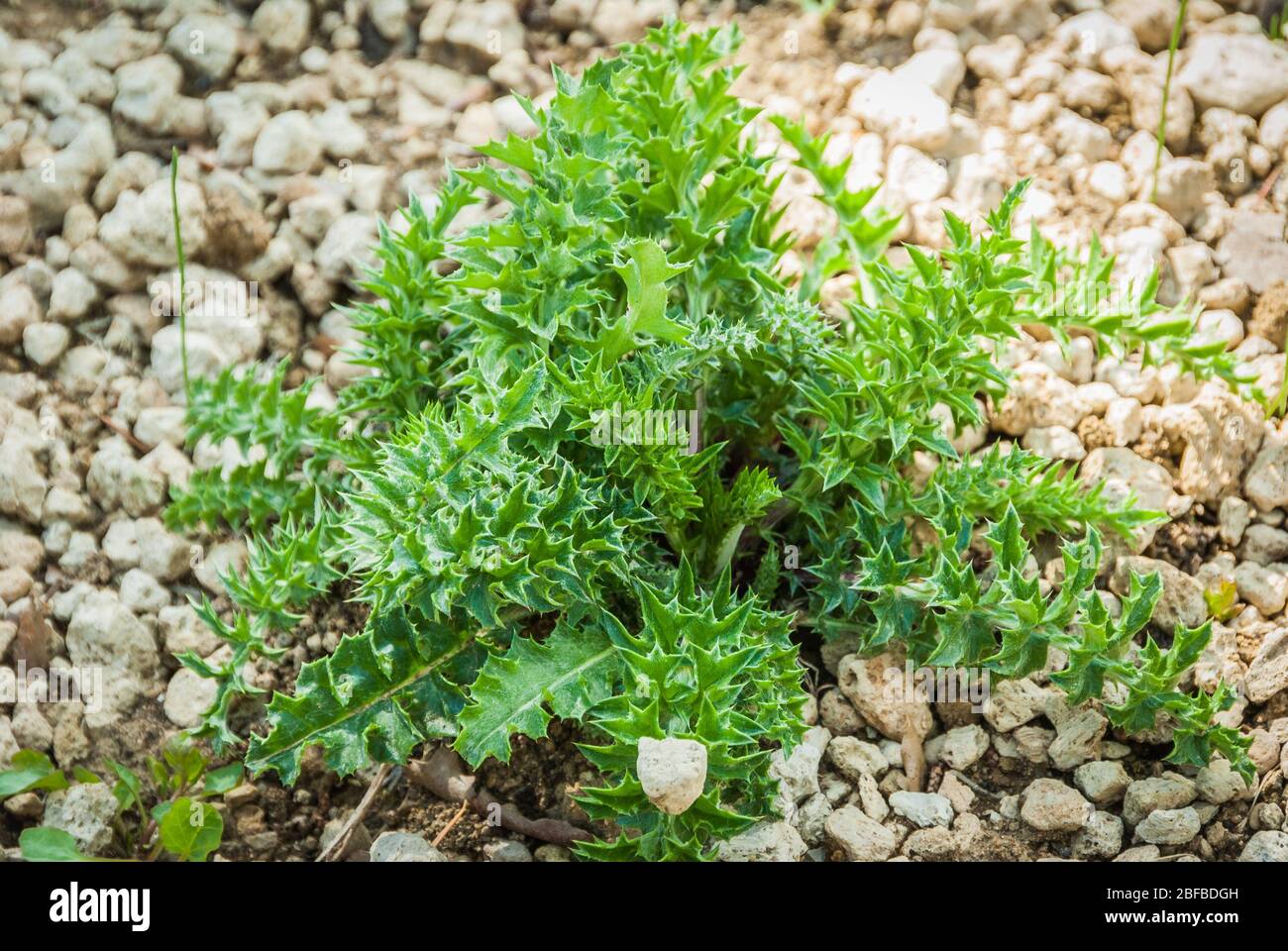 Carlina acaulis plant at field at nature. Carlina vulgaris or Carline grass, family Asteraceae Stock Photo