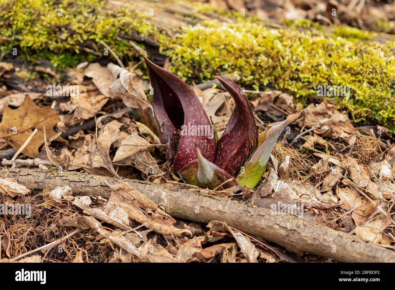 Skunk Cabbage. Wisconsin’s First Spring Flowers. Skunk Cabbage is native Wisconsin florals and one of the earliest blooming perennial wildflowers in s Stock Photo