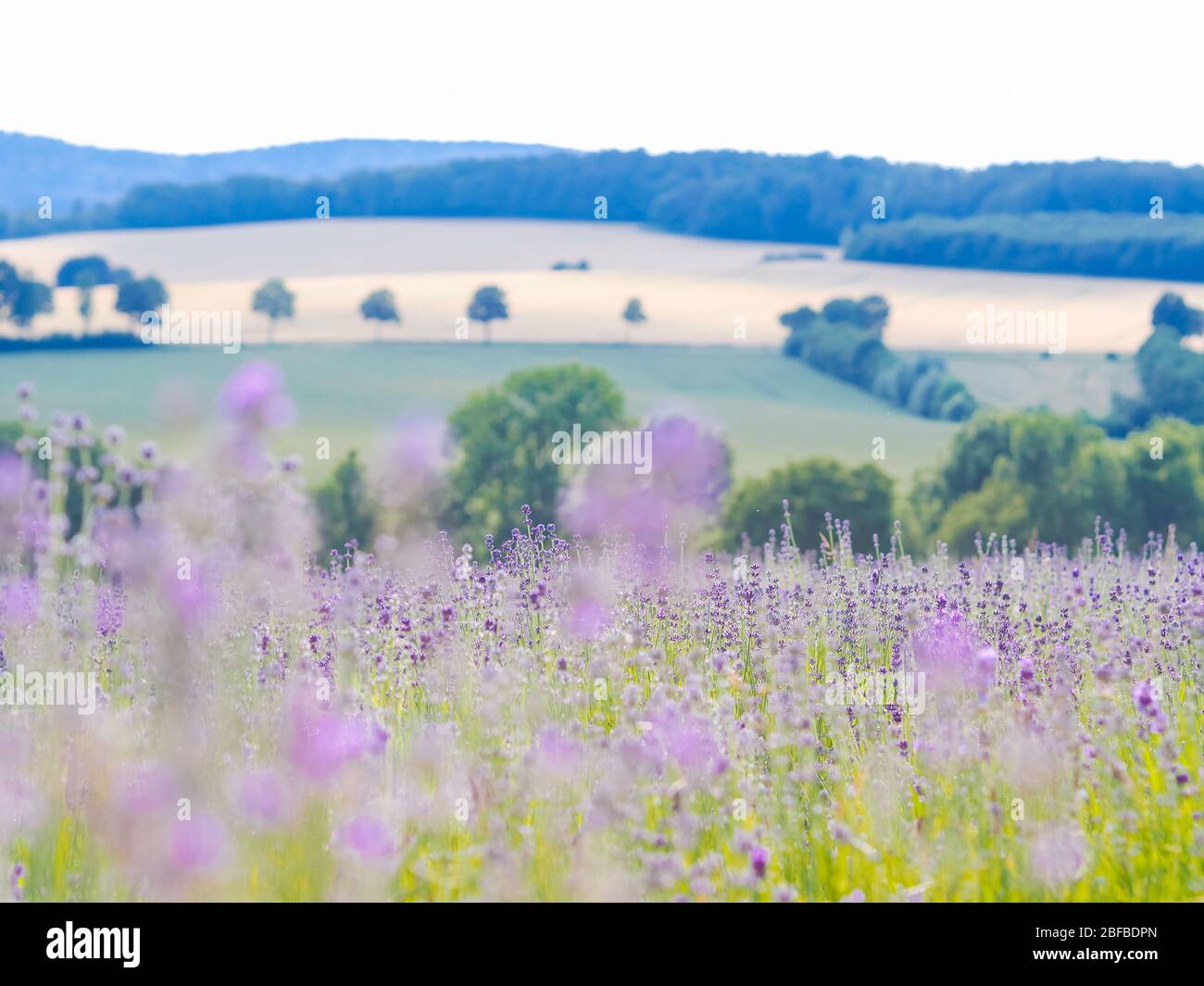 Violet lavender field blooming in summer sunlight. Sea of Lilac Flowers