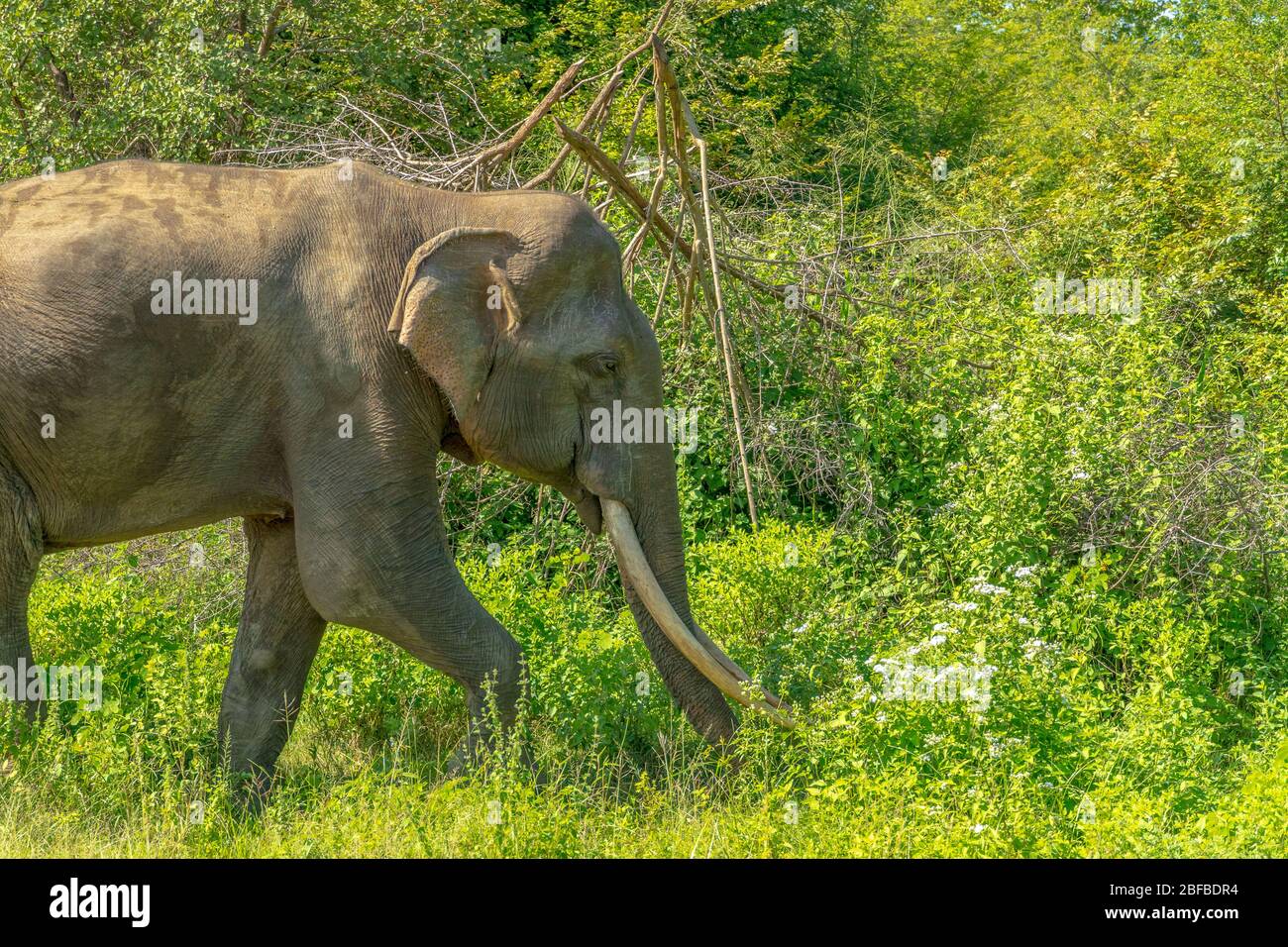 Unique large male elephant with long horn crossing the bushes in the
