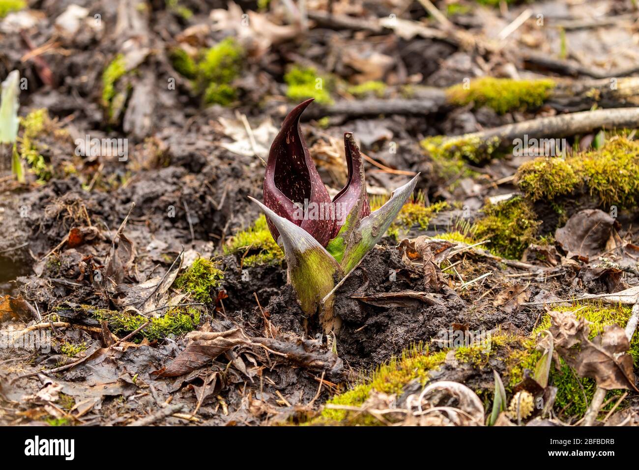 Skunk Cabbage. Wisconsin’s First Spring Flowers. Skunk Cabbage is native Wisconsin florals and one of the earliest blooming perennial wildflowers in s Stock Photo