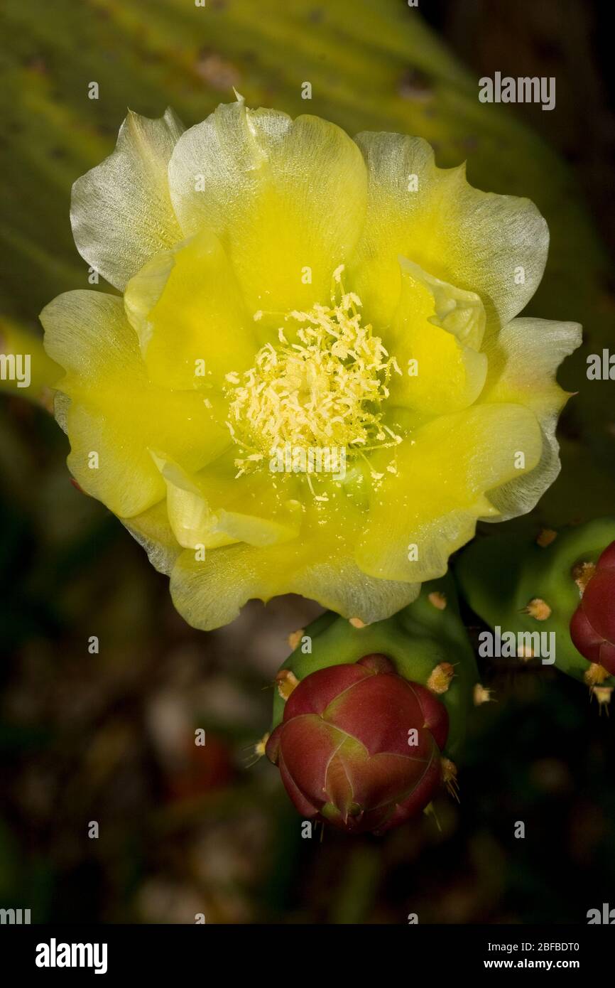 Cactus flower, Opuntia sp. Photographed in Tavernier, Florida Stock Photo