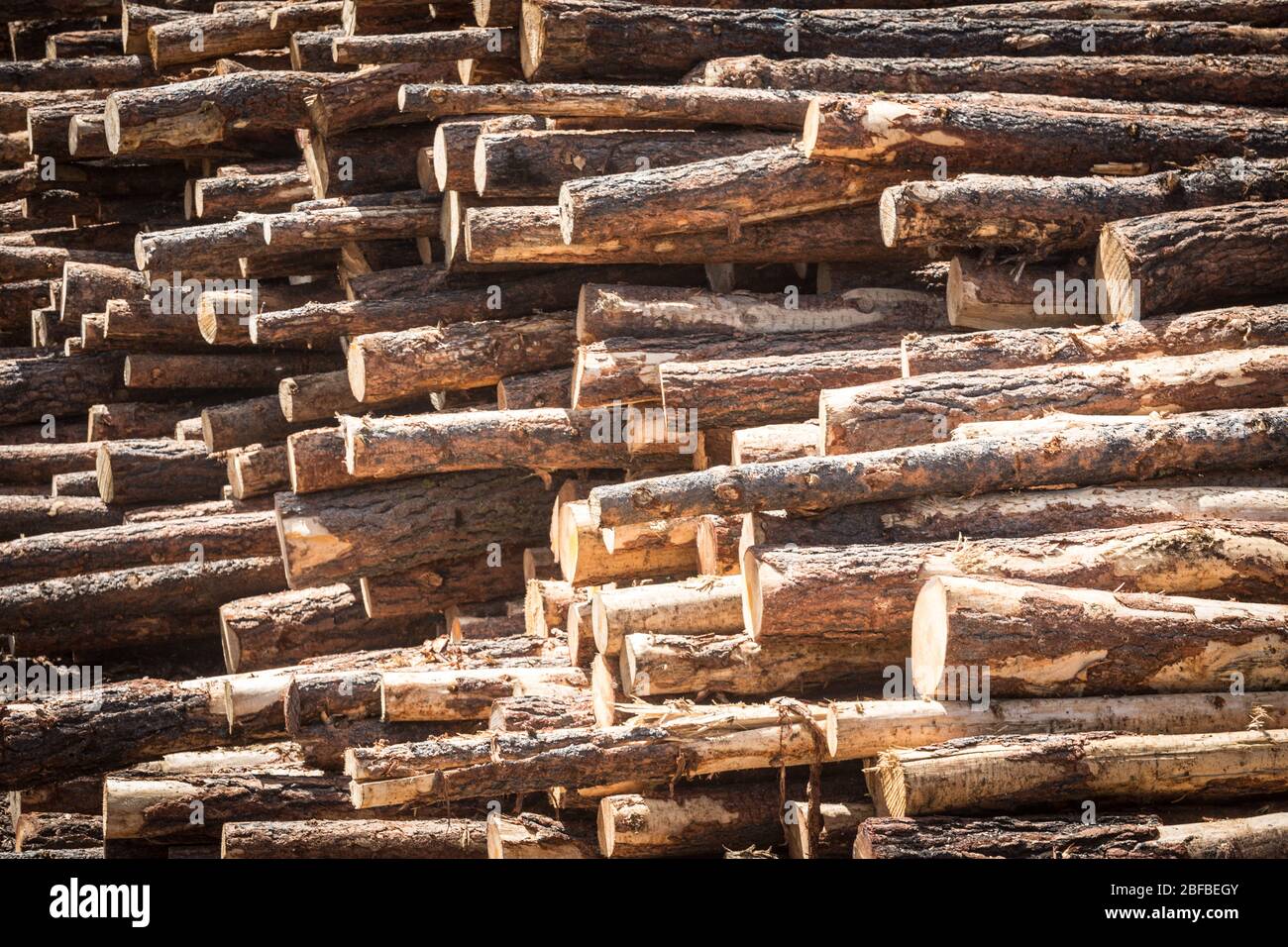 Logs are stacked at lumber mill awaiting processing in John Day, Oregon, USA Stock Photo