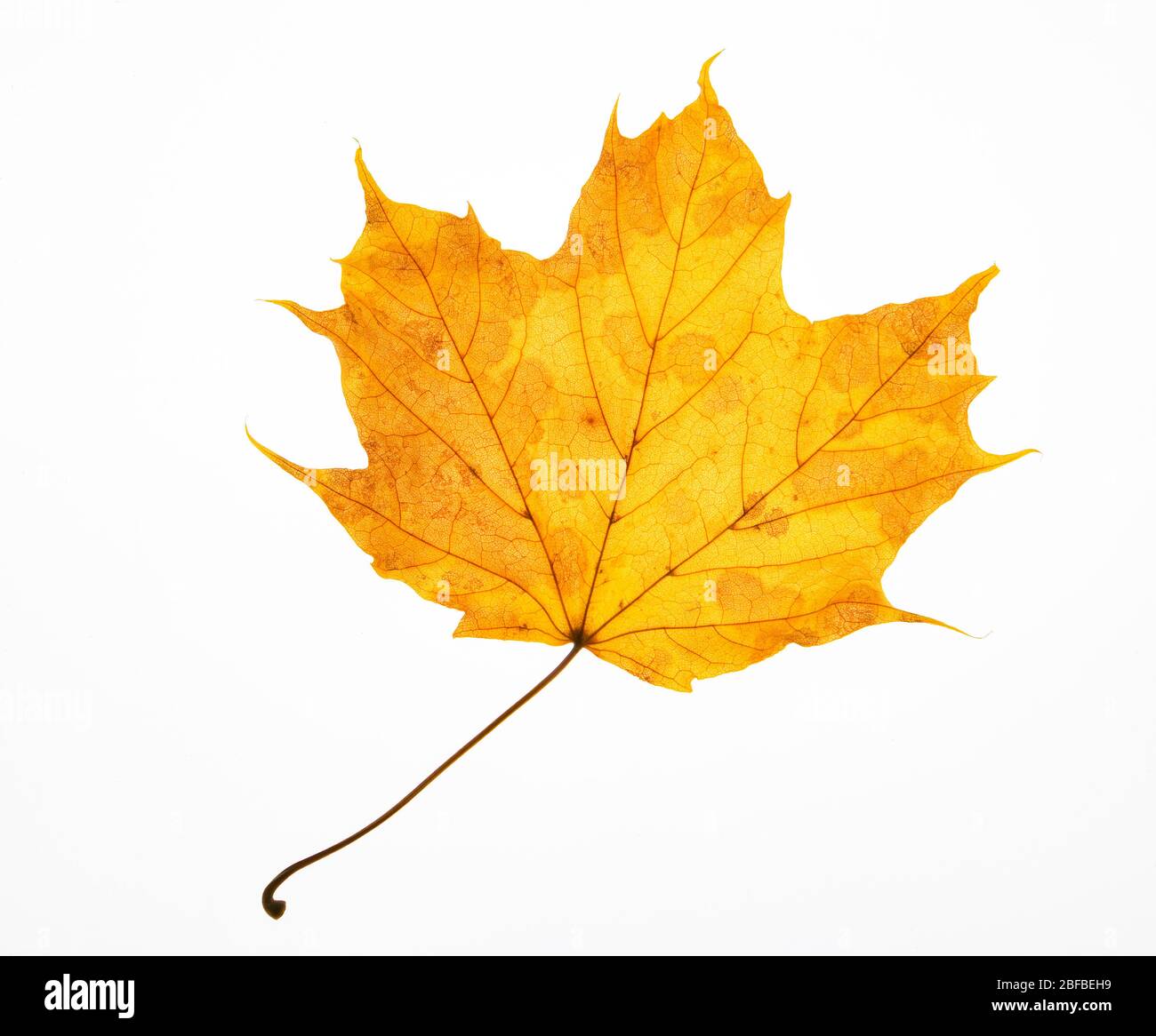 Autumnally coloured yellow leaf from Norway maple (Acer platanoides), Austria Stock Photo