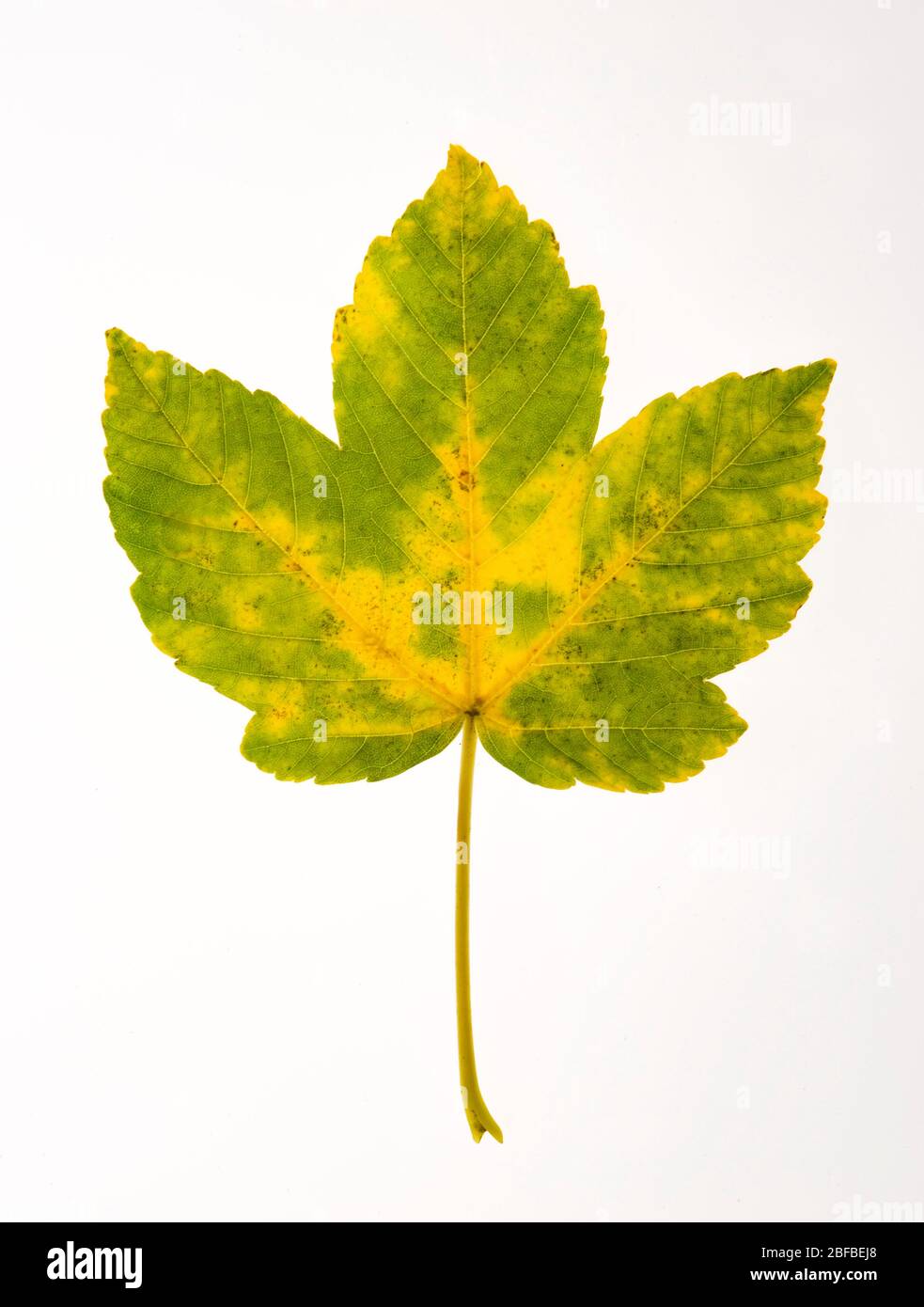 Autumn coloured Maple leaf (Acer), Austria Stock Photo