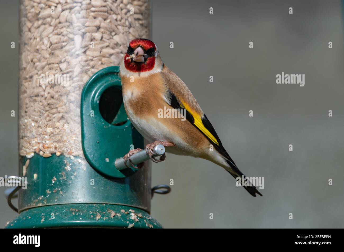 Goldfinch, (Carduelis carduelis) on a feeder Stock Photo