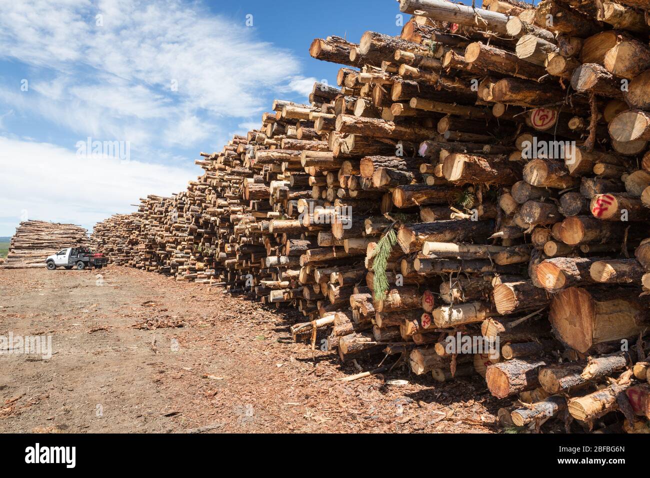 Logs are piled up waiting to be taken to lumber mill in Eastern Oregon USA. Stock Photo