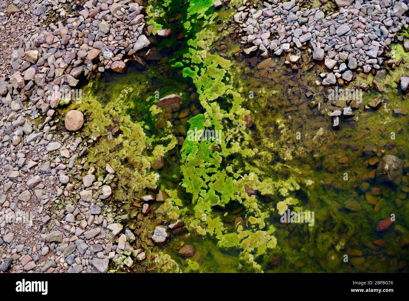 Stones green river water hi-res stock photography and images - Alamy