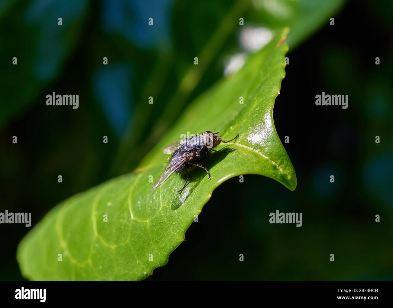 A shiny Housefly (Musca domestica) sitting on a bright green leaf in a garden. Stock Photo